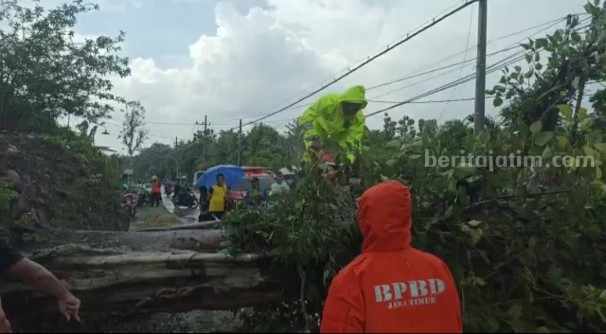 Polisi bersama petugas gabungan saat melakukan evakuasi pohon tumbang di Desa Karangasri, Ngawi, Jumat (31/3/2023)