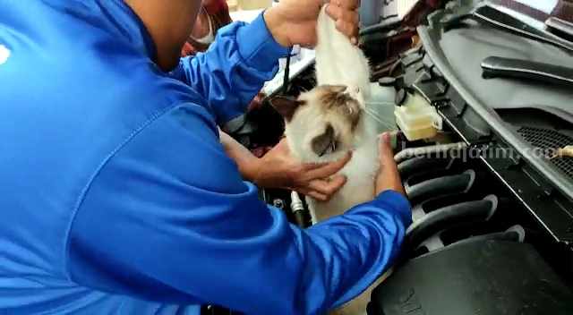 Damkar Magetan Evakuasi Kucing Terjebak di Kap Mesin Petugas Damkar Magetan saat mengevakuasi kucing yang terjebak di kap mesin