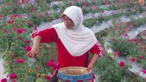 Petani bunga mawar di Magetan