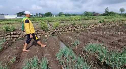 Tanaman bawang milik petani di Desa Cepoko, Panekan, Magetan, yang diduga dicuri orang.
