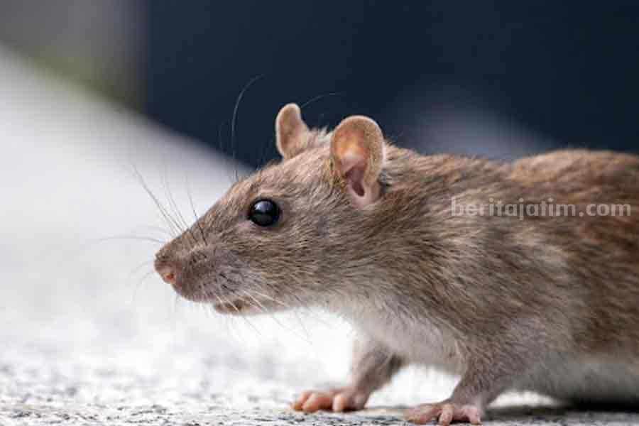Wabah Leptospirosis Jangkit Ratusan Warga Jawa Timur, Ini Gejala hingga Cara Atasinya Ilustrasi tikus, hewan penyebab penyakit leptospirosis atau kencing tikus. (Pexels)