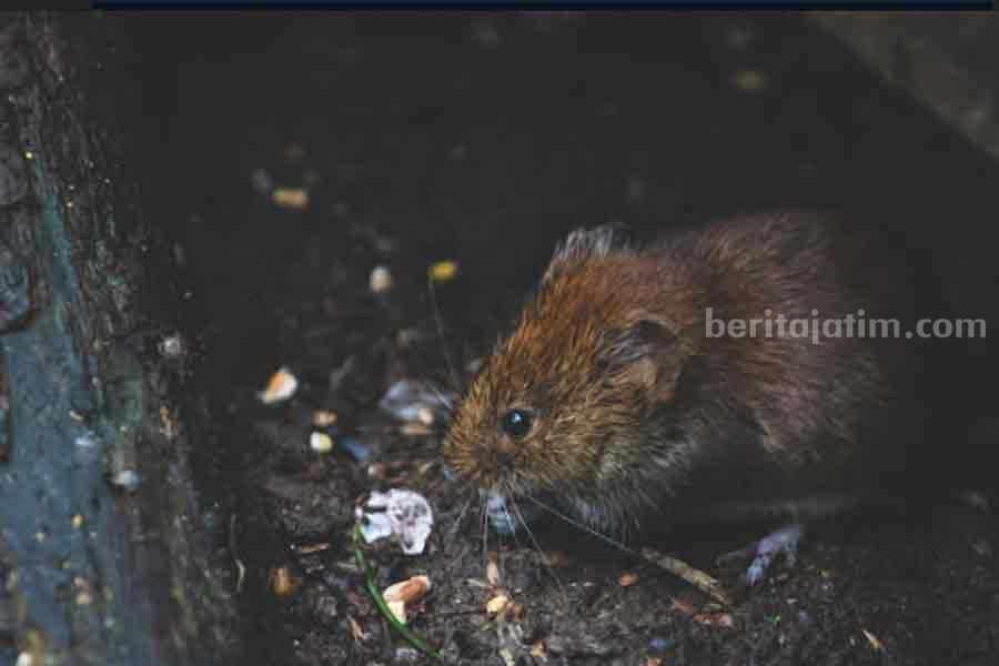 Tak Hanya Wabah Leptospirosis, Ini 5 Penyakit yang Disebabkan Oleh Tikus Ilustrasi wabah Leptospirosis, penyakit yang disebabkan oleh kencing tikus. (Pexels)