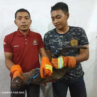 Amankan Luwak Masuk Rumah Warga, Tangan Anggota Damkar Magetan Kena Gigit luwak