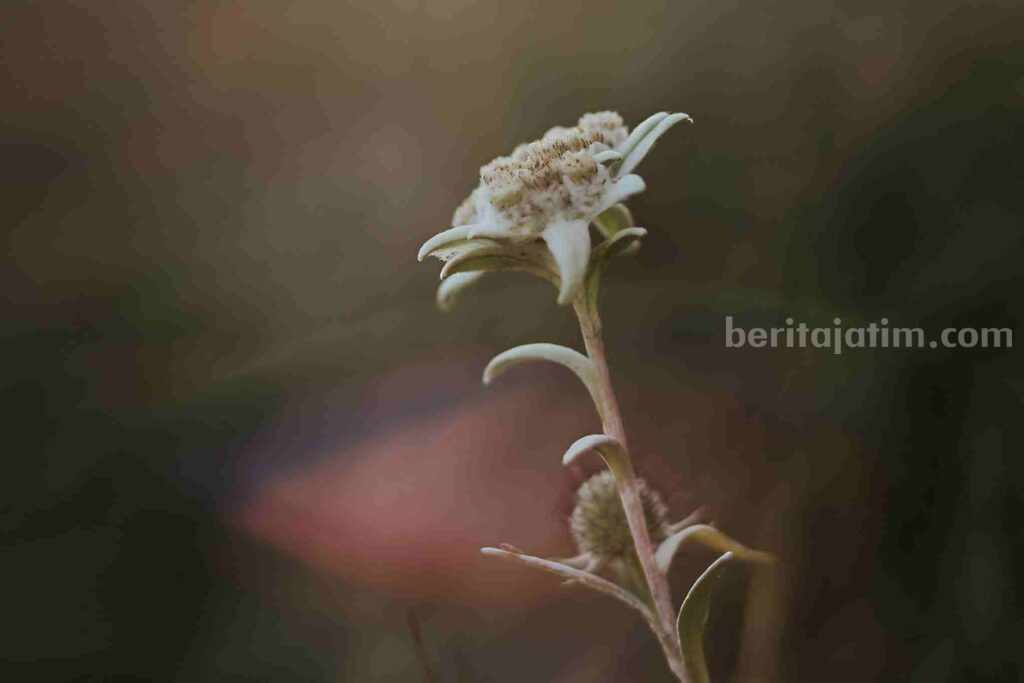 Bunga Edelweiss (sumber: pexels/Andreea Airinei)