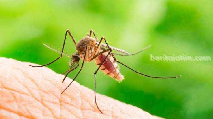 Demam Berdarah Dengue di Sampang Tembus 108 Kasus