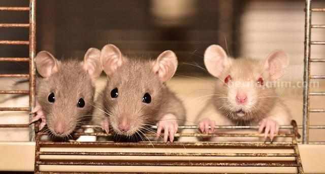 Dinkes Sampang Imbau Warga Waspadai Leptospirosis tikus