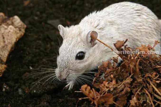 Lima Kasus Leptospirosis Ditemukan di Sampang Ilustrasi tikus, hewan penyebab penyakit leptospirosis atau kencing tikus. (Pexels)
