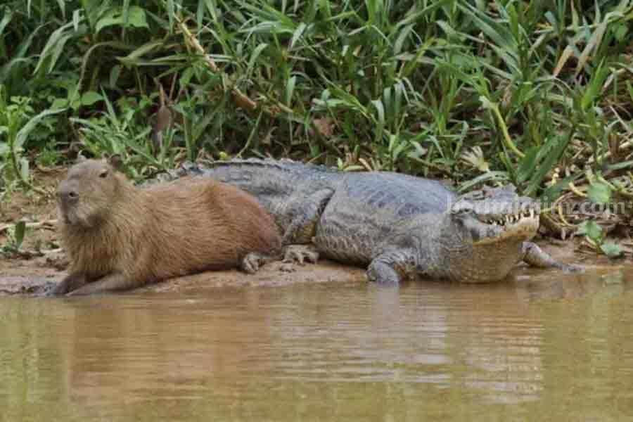 Foto kapibara dan buaya yang beredar di Internet (sumber: Animal World Facts)