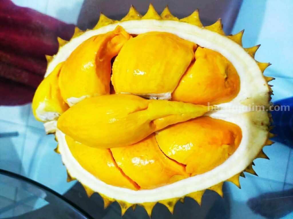 Durian lokal Desa Duyung, Kecamatan Trawas, Kabupaten Mojokerto, Durian Mrico. [Foto : ist]