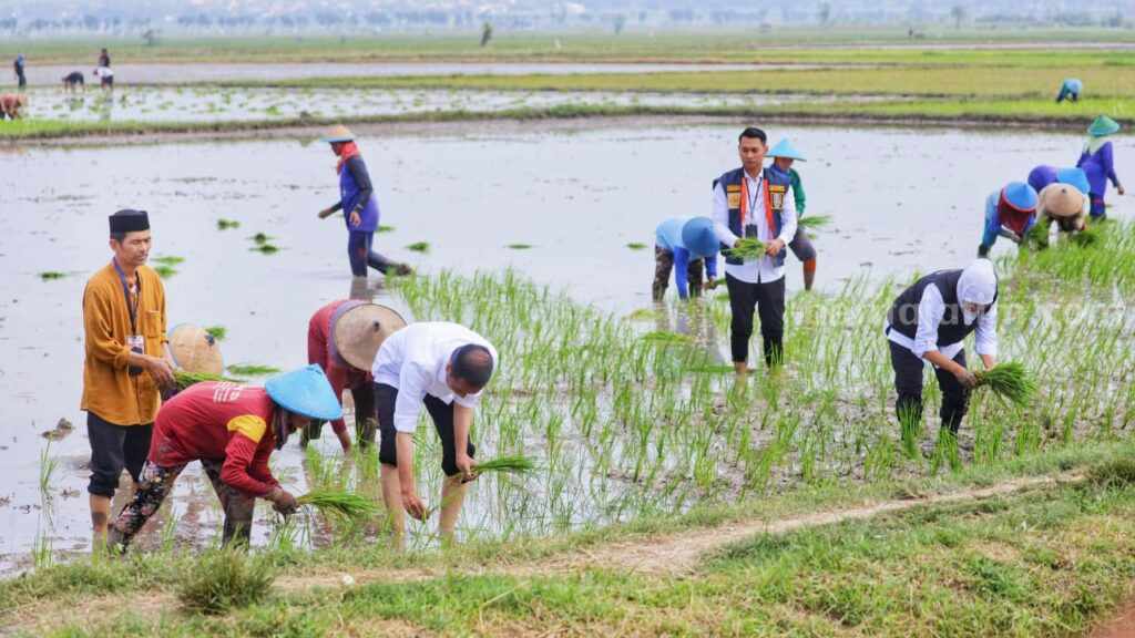 Presiden RI Joko Widodo bersama Gubernur Jawa Timur saat melakukan tanam padi di Desa Senori, Kecamatan Merakurak, Kabupaten Tuban. [Foto : Ist/beritajatim.com]