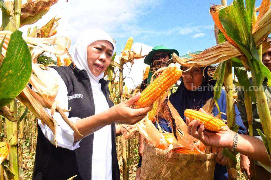 Ditanya Soal Jadi Cawapres Anies, Khofifah: Oalah, Rek… Khofifah