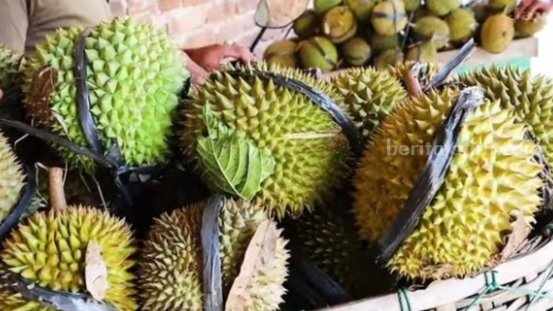 Durian lokal Desa Duyung, Kecamatan Trawas, Kabupaten Mojokerto, Durian Mrico. [Foto : ist]