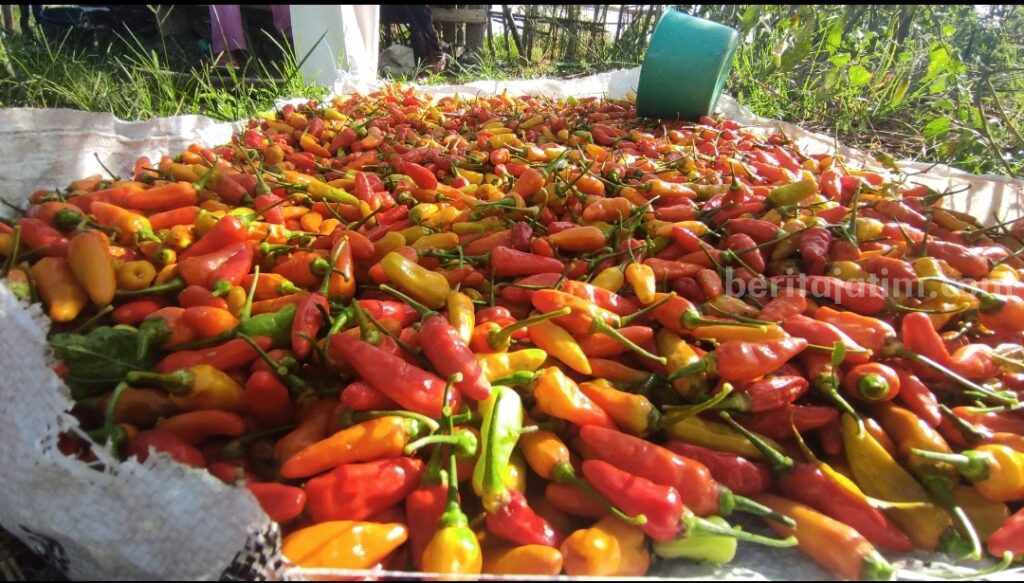 Harga Cabai Rawit di Banyuwangi Terjun Bebas