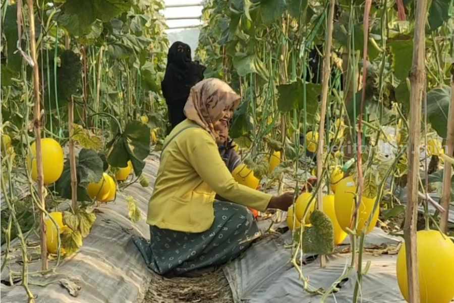 Petik Buah