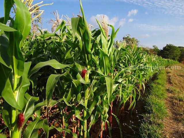 Petani Sebut Panen Raya di Jatim Sukses Berkat Program Kementan