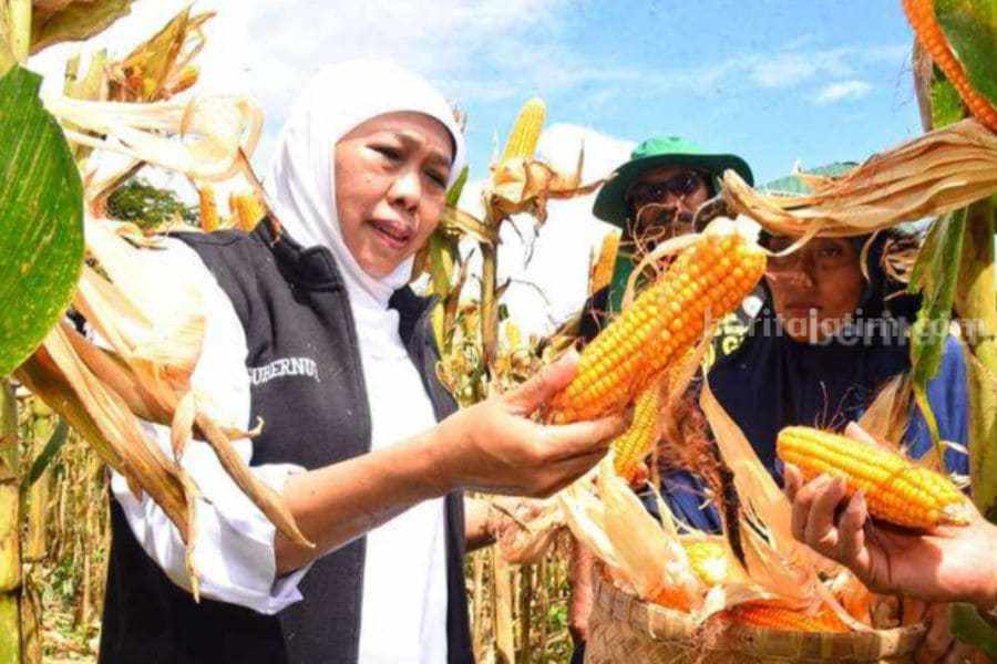Khofifah sawah