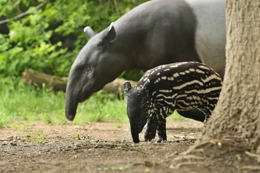Ilustrasi tapir. (Sumber foto: vladimircech/freepik.com)