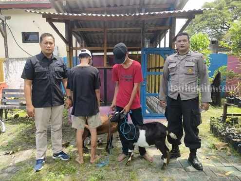pencuri kambing