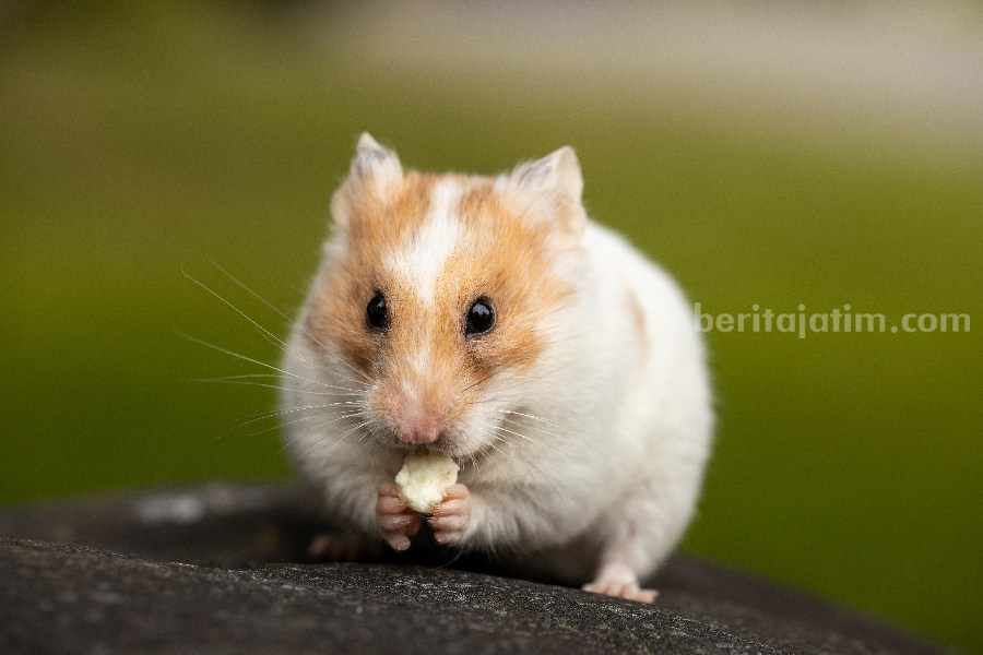 Potret Hamster. (Sumber foto: Sharon Snider/pexels.com)