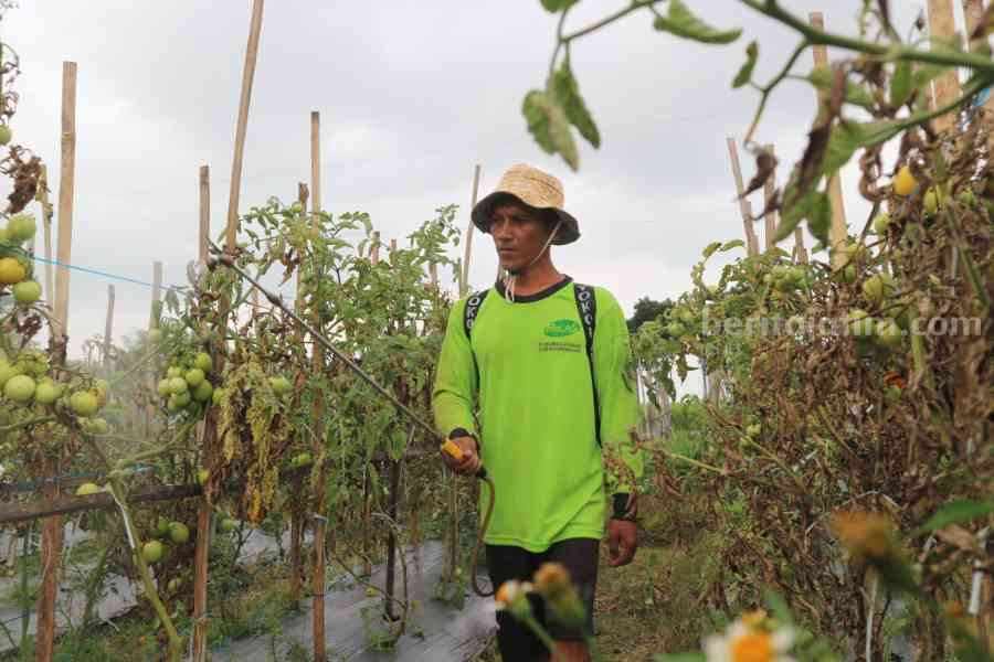 Eko Haryanto, saat menyemprotkan pestisida ke tanaman tomatnya sebagai upaya untuk mencegah parahnya hama thrips di lahan miliknya di Desa Sumberagung, Plaosan, Magetan, Selasa (9/5/2023)