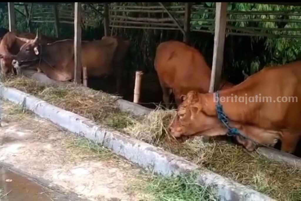 Sapi-sapi di Lamongan yang dipersiapkan menjelang Iduladha 1444 H (Foto: Thoriq/beritajatim.com).