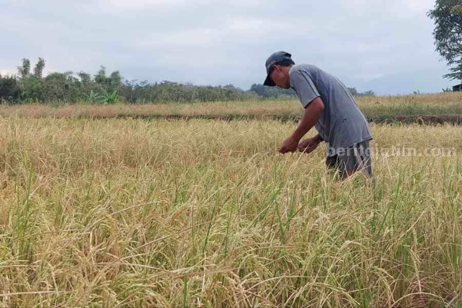 Bulir padi.petani Desa Pendem Ngariboyo Magetan yang tak berisi.