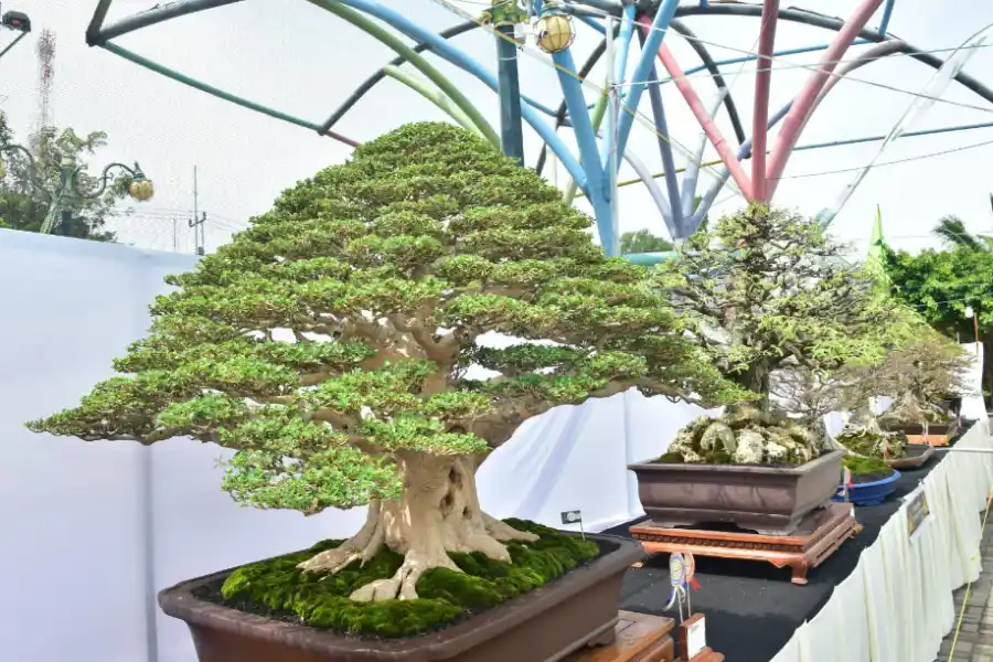 Bonsai Lamongan