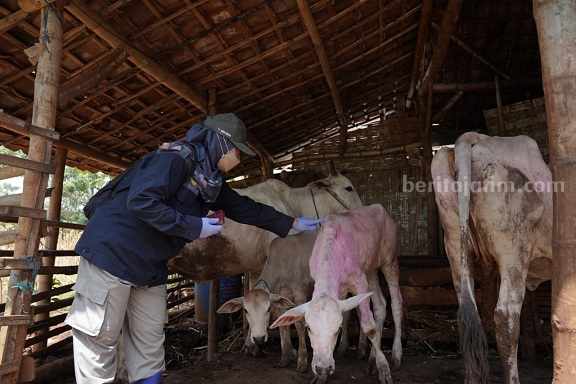 112 Ekor Sapi di Tuban Terserang Penyakit Lato-lato