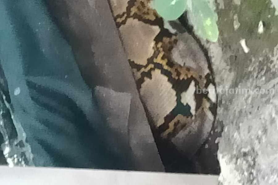 Ular Phyton sepanjang 3 meter berada dalam rumah Solikhan