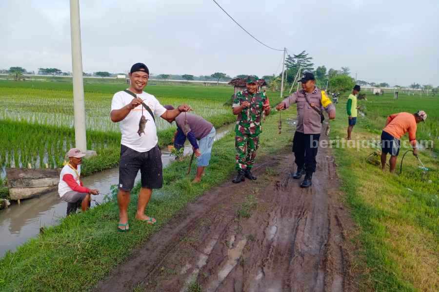 Polres Ngawi: Gropyok Saja, Jangan Pakai Jebakan Tikus Beraliran Listrik Gropyok Tikus