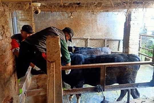 Ratusan Sapi di Kota Blitar Jalani Vaksinasi LSD Petugas Dinas Ketahanan Pangan dan Pertanian (DKPP) Kota Blitar melakukan Penyuntikan vaksinasi LSD