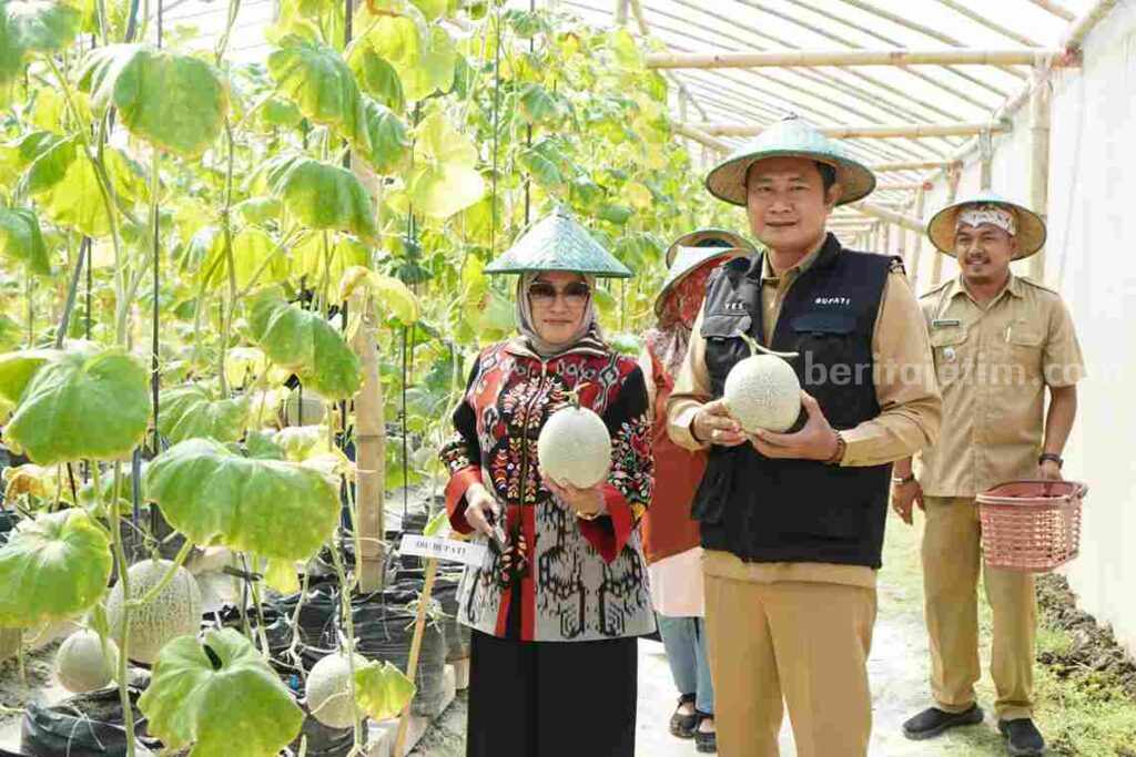 Acara panen dan penanaman melon organik di green house Kis Fruit, di Desa Medalem, Kecamatan Modo, Lamongan (foto: A. Thoriq Hidayatullah/beritajatim.com).