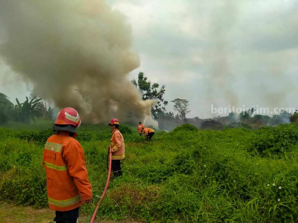 Petugas Damkarla Gresik saat berjibaku memadamkan ilalang yang terbakar.
