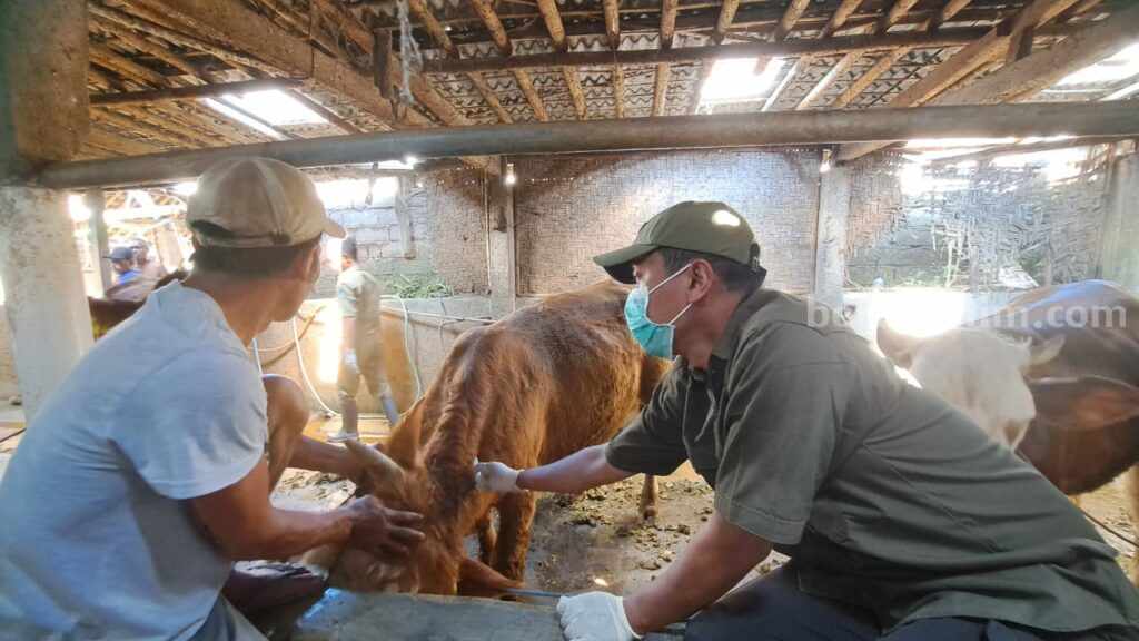 Hewan kurban di Banyuwangi