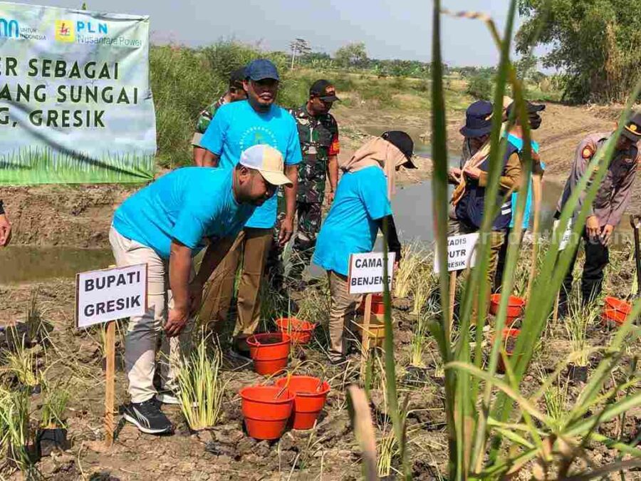 Bantaran Kali Lamong di Desa Lundo, Kecamatan Benjeng, Gresik, ditanami 1.500 rumput vetiver