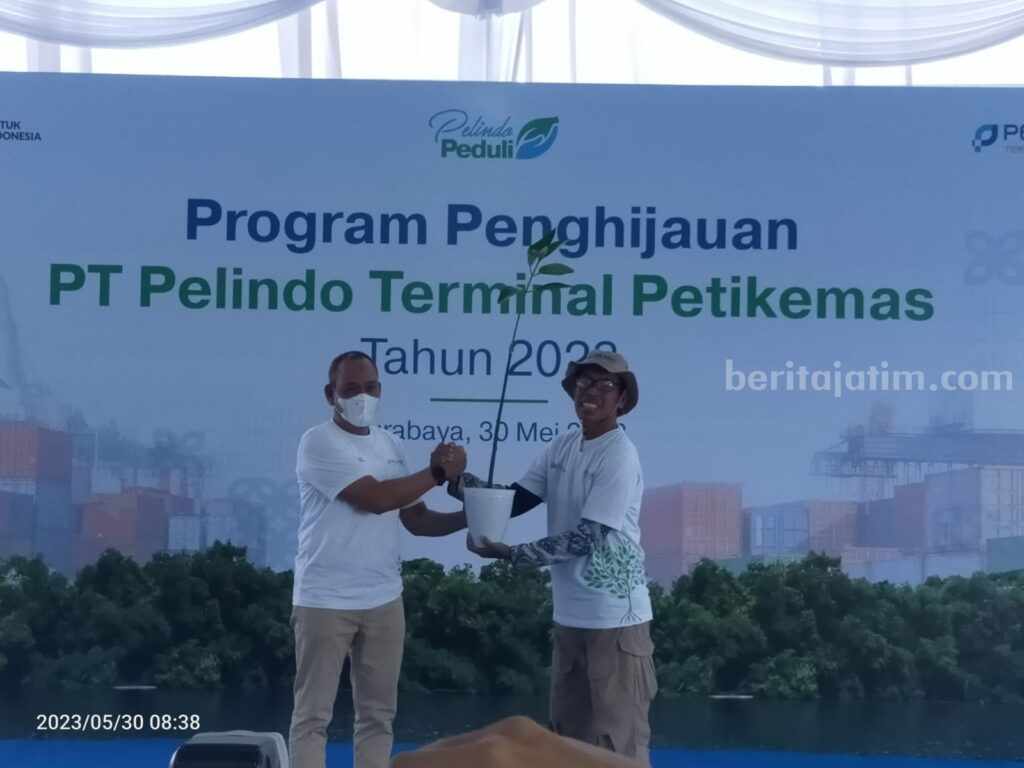 Pelindo Terminal Petikemas Tanam 55 Ribu Mangrove Demi Hijaukan Kawasan Pesisir