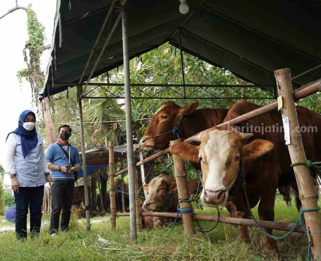 Sejumlah hewan kurban yang diperjualbelikan kepada masyarakat