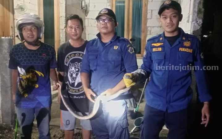 Petugas Damkarla Gresik saat mengevakuasi ular kobra yang masuk ke rumah warga