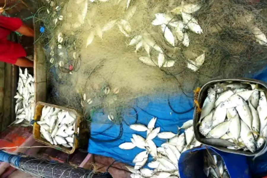 Ikan Kembung