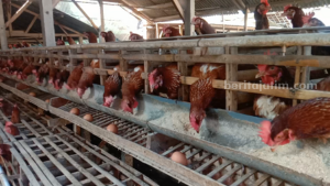 Peternakan ayam petelur di Blitar
