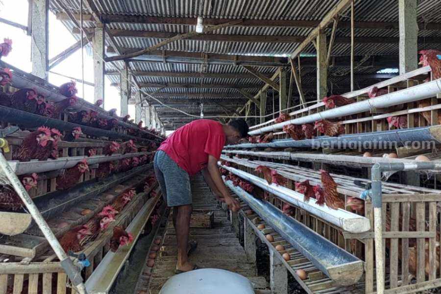 Ini Penyebab Naiknya Harga Telur di Magetan Aktivitas di peternakan ayam petelur milik Mausen Wahyu Wibowo di Desa Baleasri Kecamatan Ngariboyo Kabupaten Magetan.