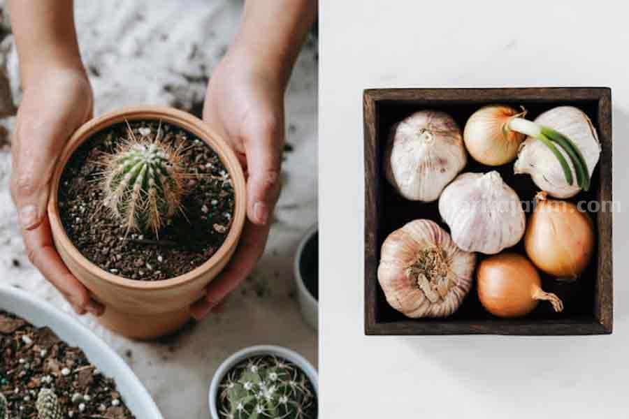 Bawang putih dan kaktus (pexels)
