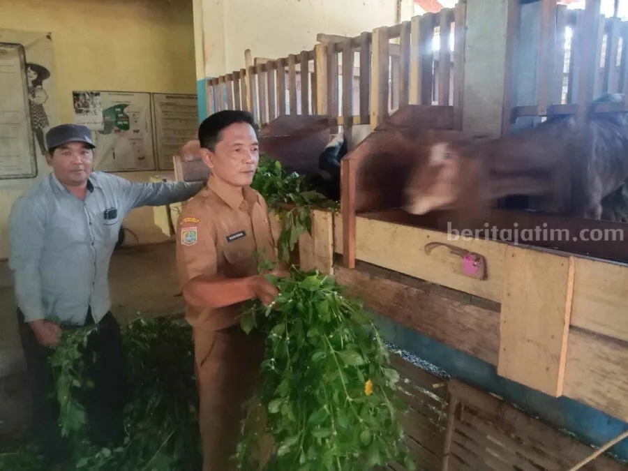 kambing