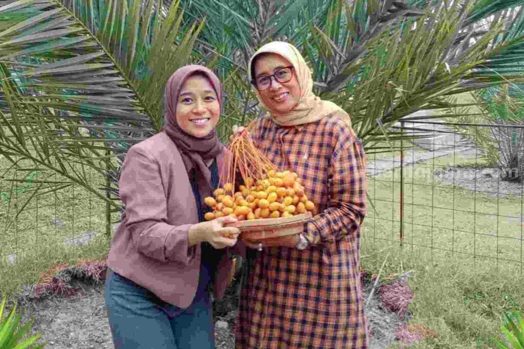 Pengunjung ikut proses memetik buah kurma (sumber: Instagram wisatakebunkurma)