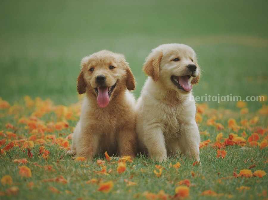 Potret anjing. (Sumber foto: Chevanon Photography/pexels.com)