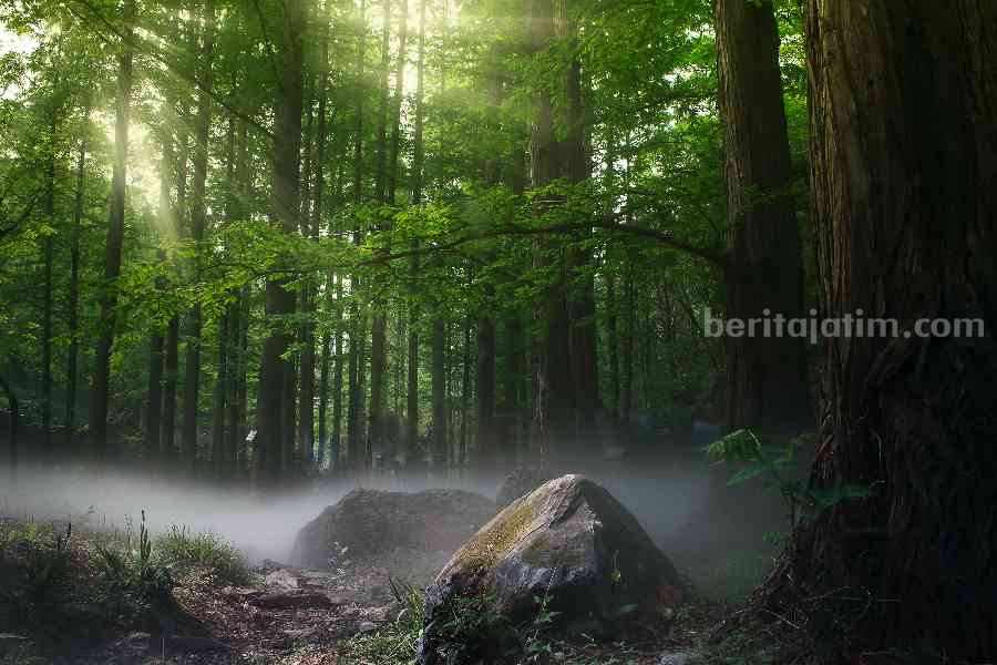 Ilustrasi hutan dengan keanekaragaman hayati. (Sumber foto: Zhang Kaiyv/pexels.com)