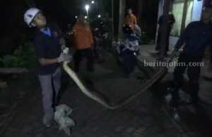 Ular piton yang berhasil ditangkap di Jombang