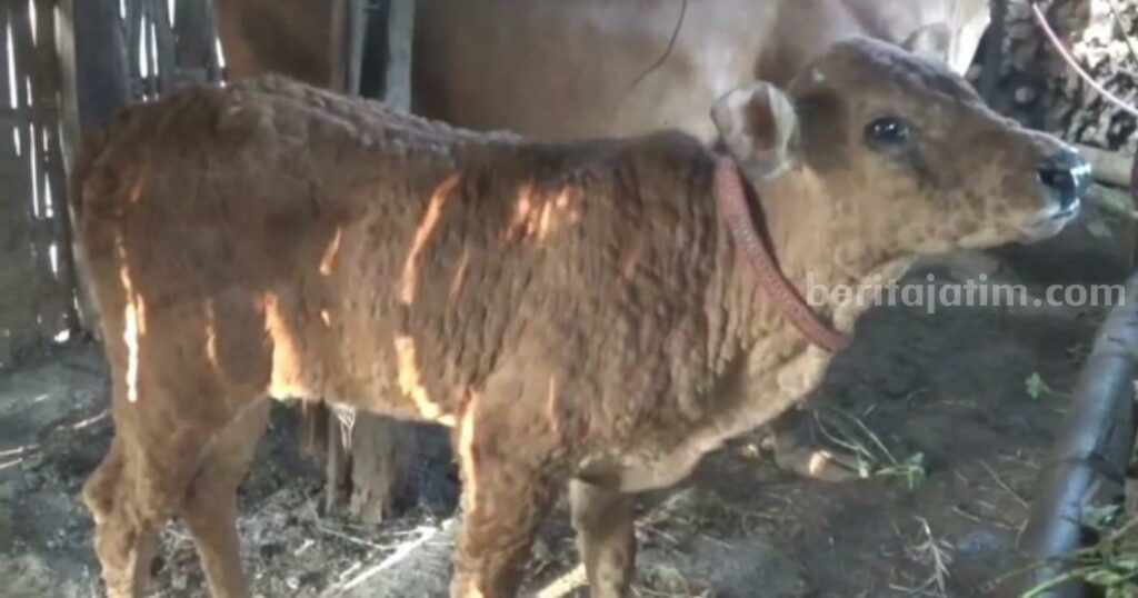 Harga Daging Sapi di Sampang Rp 120 Ribu per Kg Sapi Madura (Foto: Zamachsari/beritajatim.com)