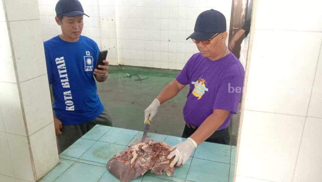 Petugas pemantauan melakukan pemeriksaan hati sapi di RPH Kota Blitar.