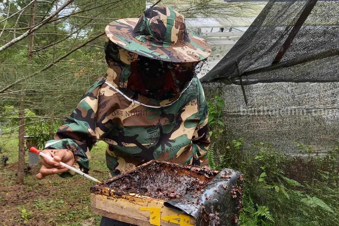 Karyawan PT Semen Baturaja Tbk sedang melakukan proses panen madu trigona di area green house lahan reklamasi pascatambang Pabrik Baturaja, Desa Pusar, Kecamatan Baturaja Barat, Kabupaten Ogan Komering Ulu, Provinsi Sumatra Selatan.